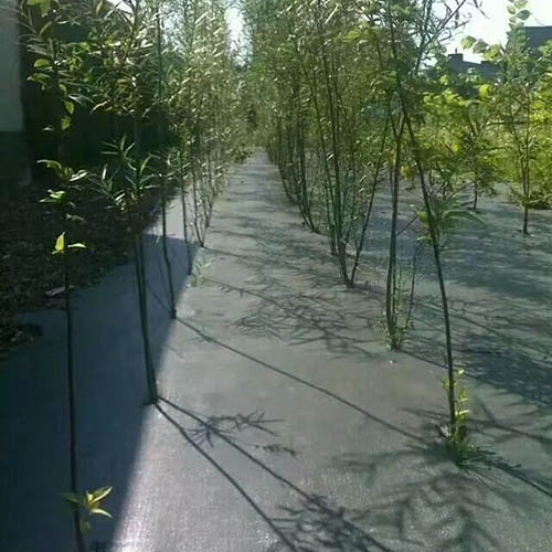 防草?4